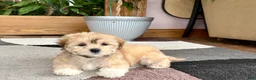 Mixed Breed dogs for sale: Lhasa/Maltese - Ad 15