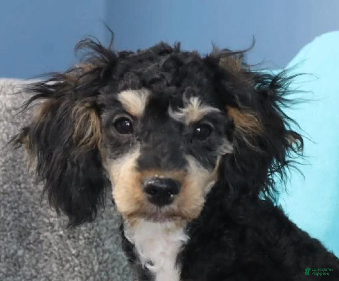 Cavapoo dogs for sale: Tuxedo - Ad 2