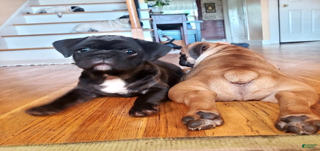 Gallery Image {{count}}