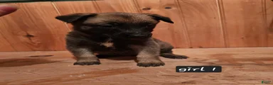 Belgian Malinois Puppy 6 g1
