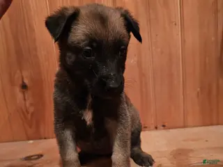 Belgian Malinois dogs Belgian Malinois Puppy 6 g1 - Ad 7