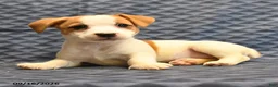 Jack Russell Terrier dogs for sale: Roleno - Ad 3