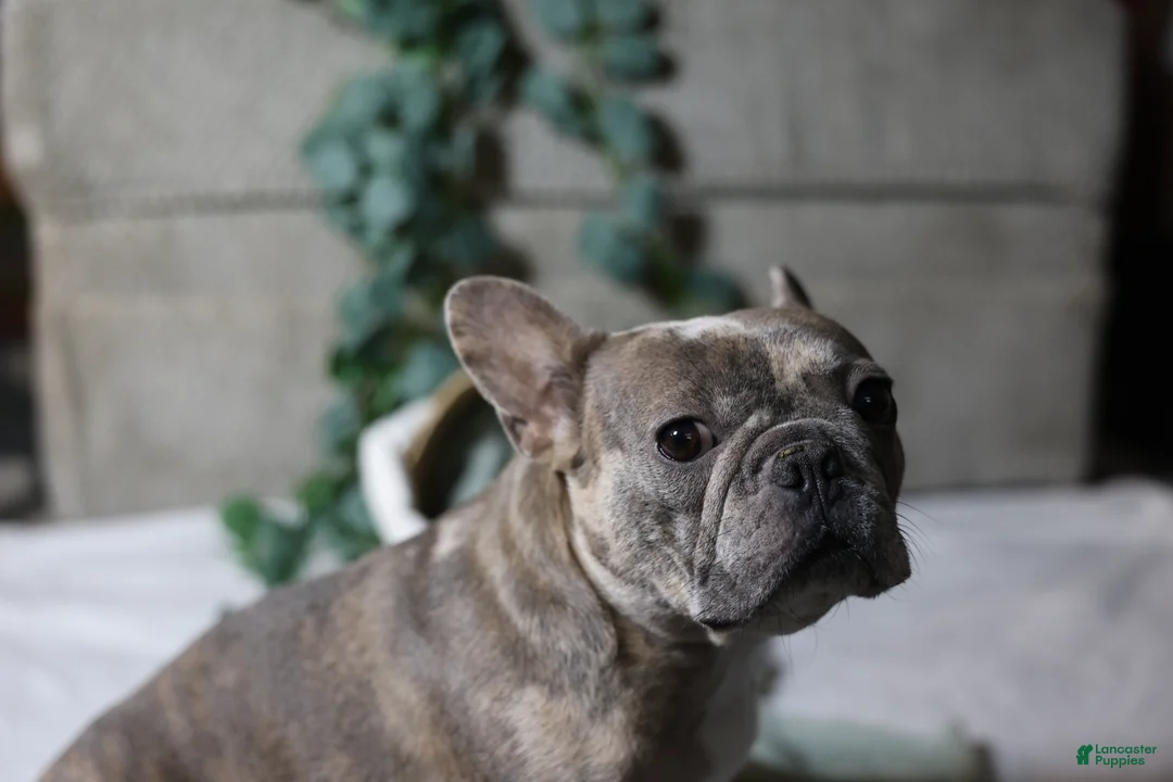 French Bulldog dogs for sale: Celeste - Ad 4