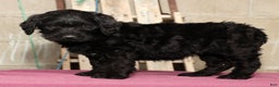 Labradoodle dogs for sale: Snickers - Ad 2