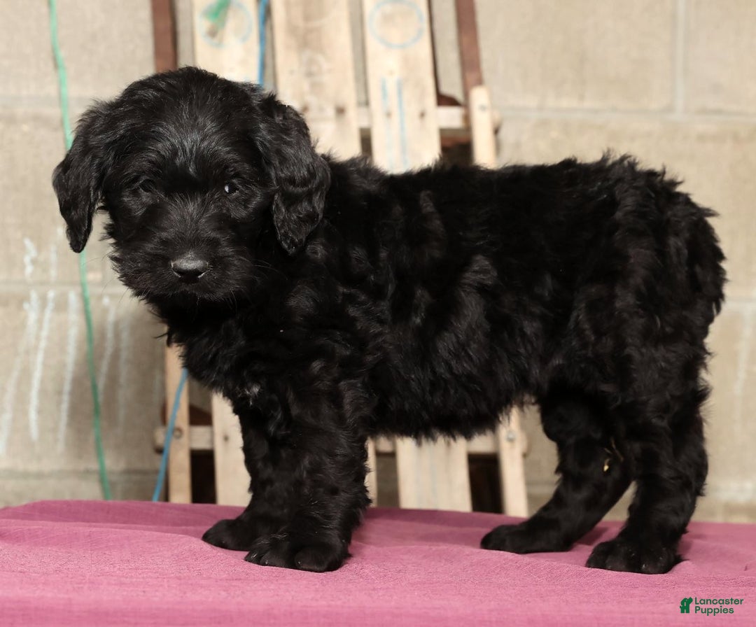 Labradoodle dogs for sale: Snickers - Ad 2