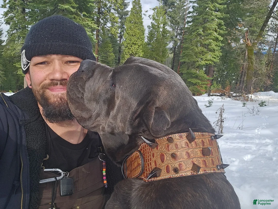 Cane Corso dogs for sale: Male  - Ad 7