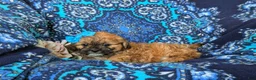 Shihpoo dogs for sale: Jenny - Ad 4