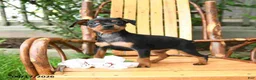 Miniature Pinscher dogs for sale: Tulip - Ad 1