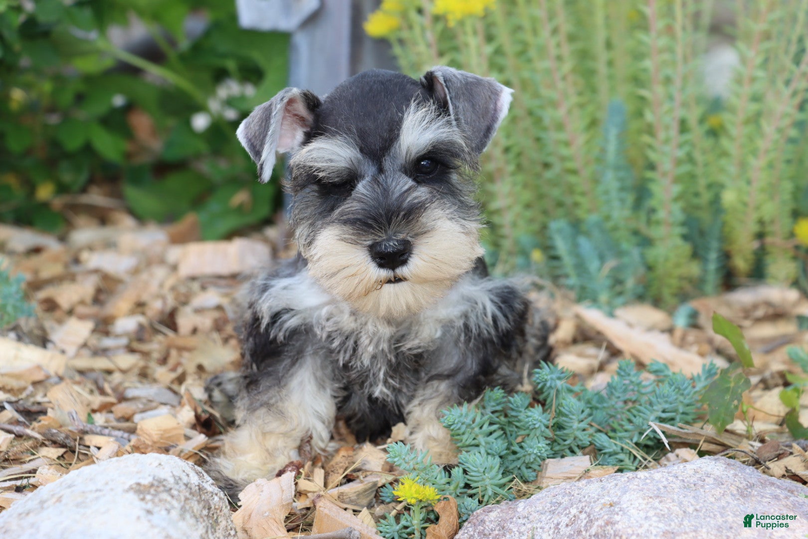 Miniature Schnauzer dogs Tina - Ad 39