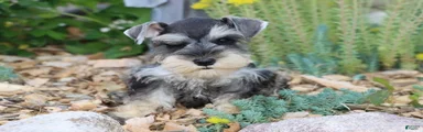 Tina