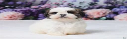 Shih Tzu dogs for sale: Rally - Ad 3