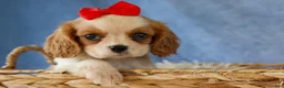 Cavalier King Charles Spaniel dogs for sale:  Nugget🐾 - Ad 3