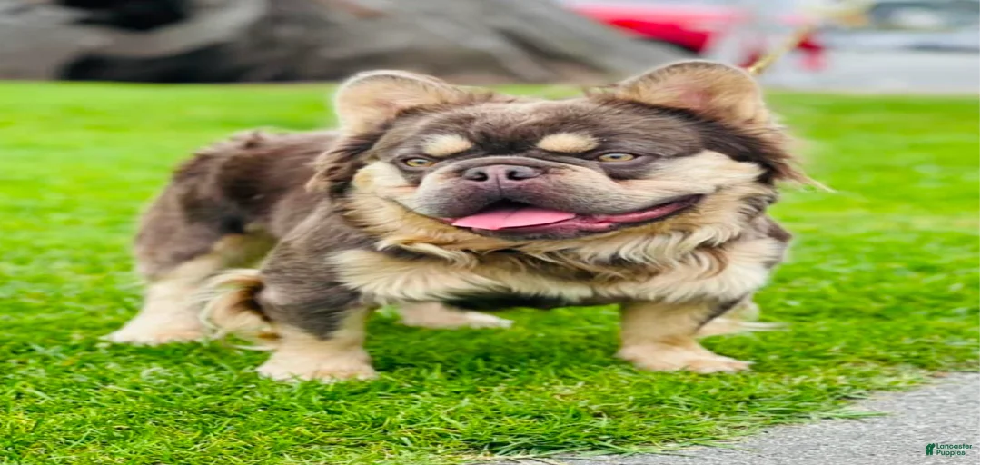 Gallery Image {{count}}