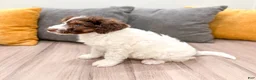 Aussiedoodle dogs for sale: Graham - Ad 5