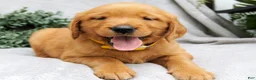 Golden Retriever dogs for sale: Dixie - Ad 3