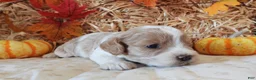 Cockapoo dogs for sale: #3 Female (Leslie's) - Ad 3