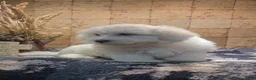 Malshi dogs for sale: Casey - Ad 5
