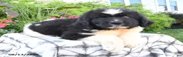 Newfoundland dogs for sale: Maritime - Ad 3