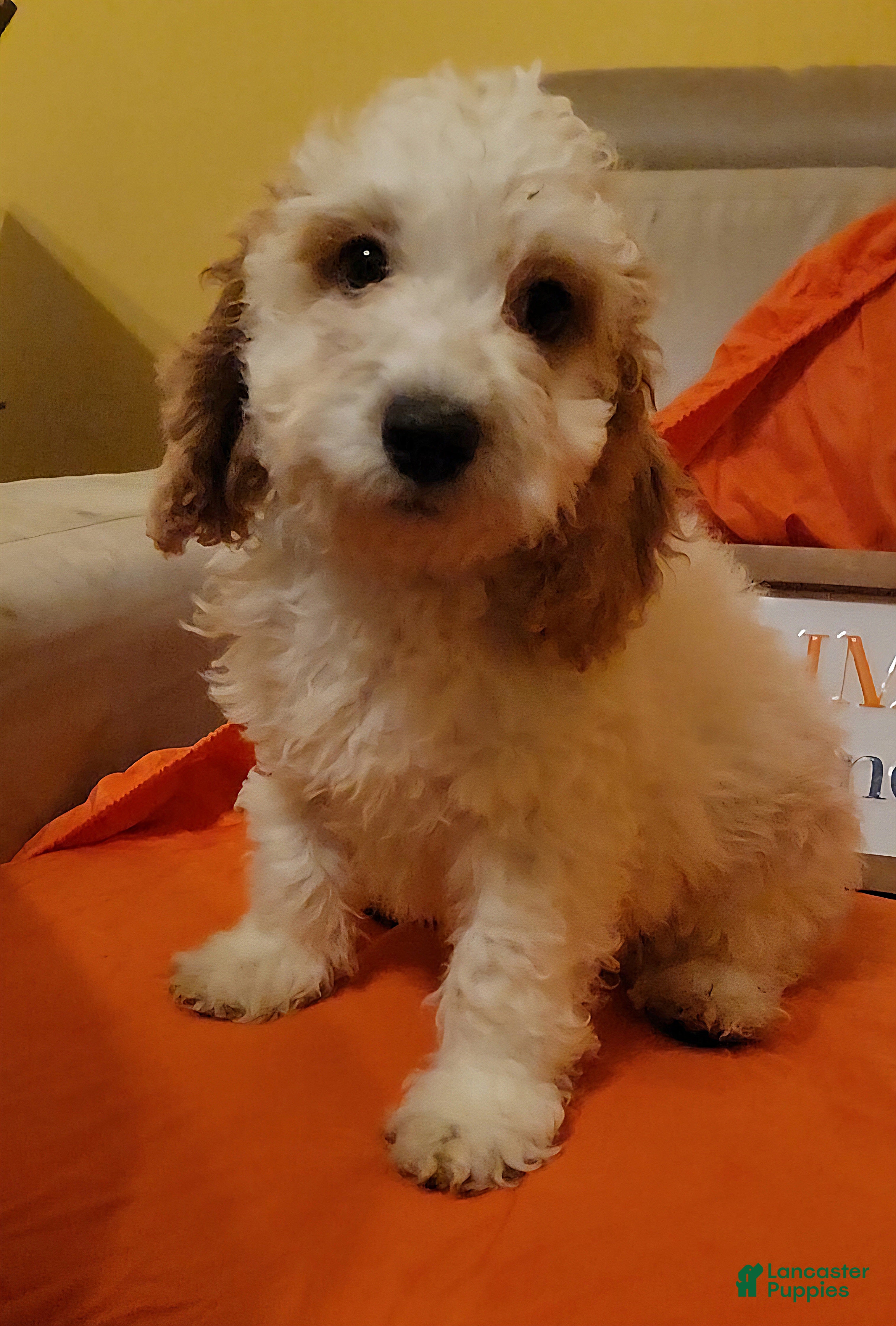 Cockapoo dogs Miss Candy Sweets - Ad 12