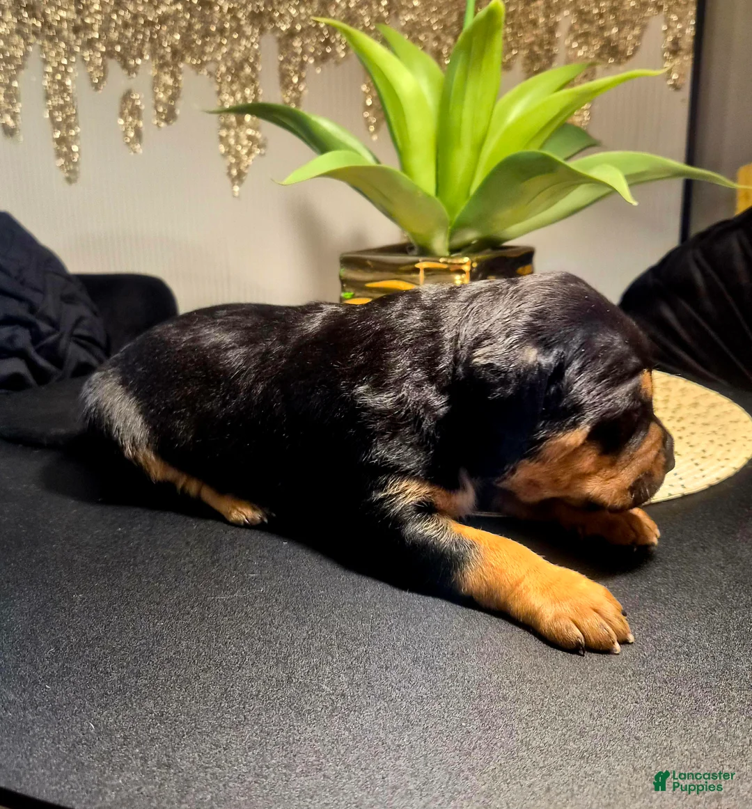 Mixed Breed dogs for sale: "LUDACRIS" - Ad 5