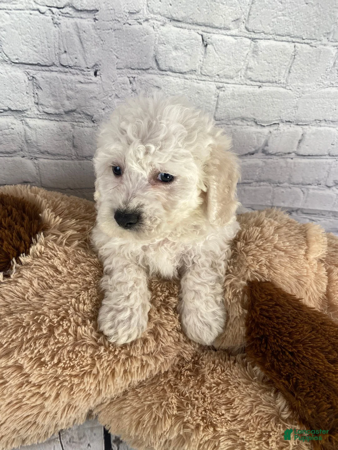 Bichon Frise dogs for sale: Cash - Ad 9