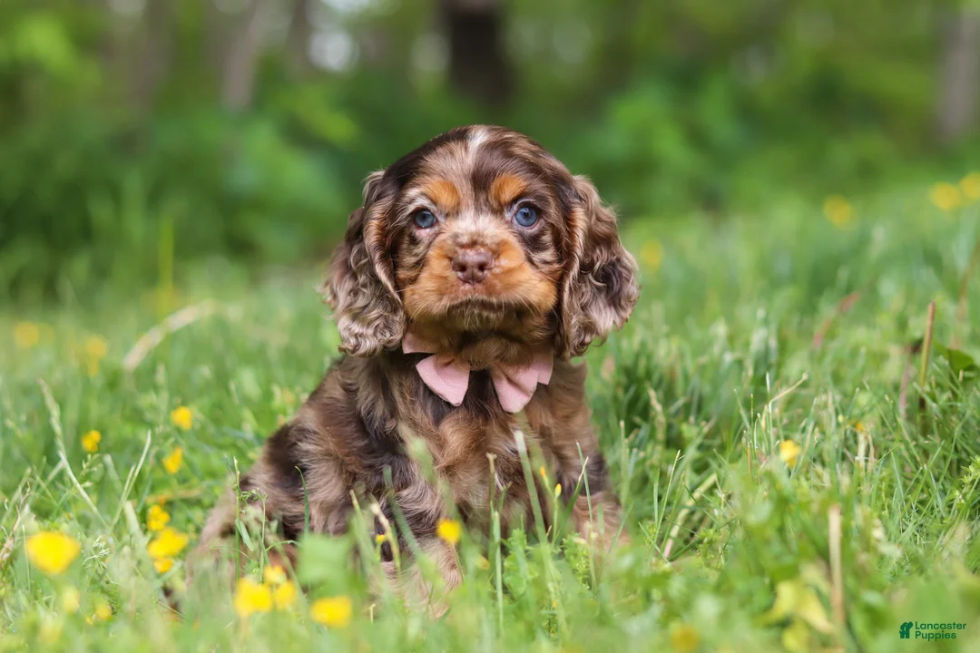 Cocker Spaniel dogs for sale: Blair - Ad 1