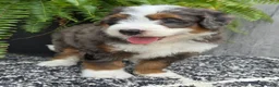 Mini Bernedoodle dogs for sale: Mini Jax - Ad 10