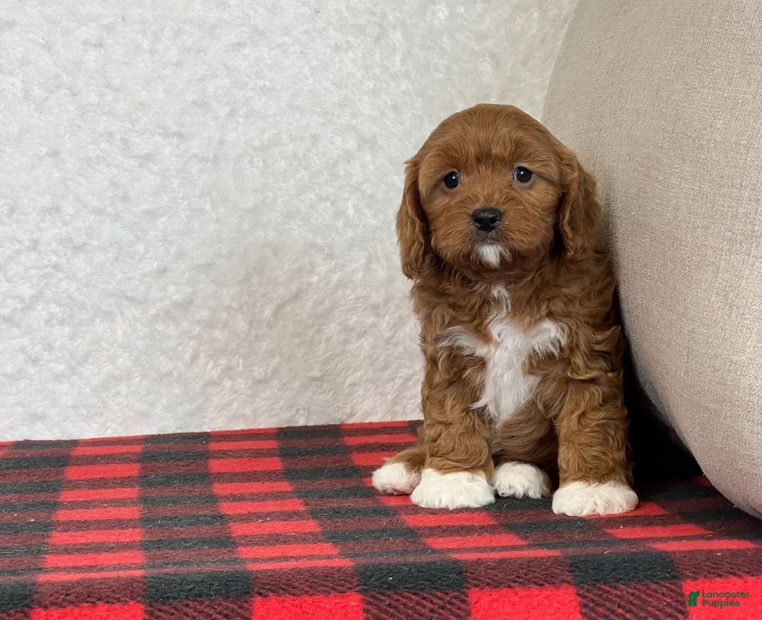 Cavapoo dogs for sale: Cupid - Ad 8