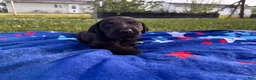Mixed Breed dogs for sale: Mars - Ad 5