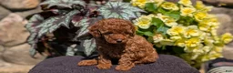 Toy Poodle dogs for sale: Bella - Ad 8