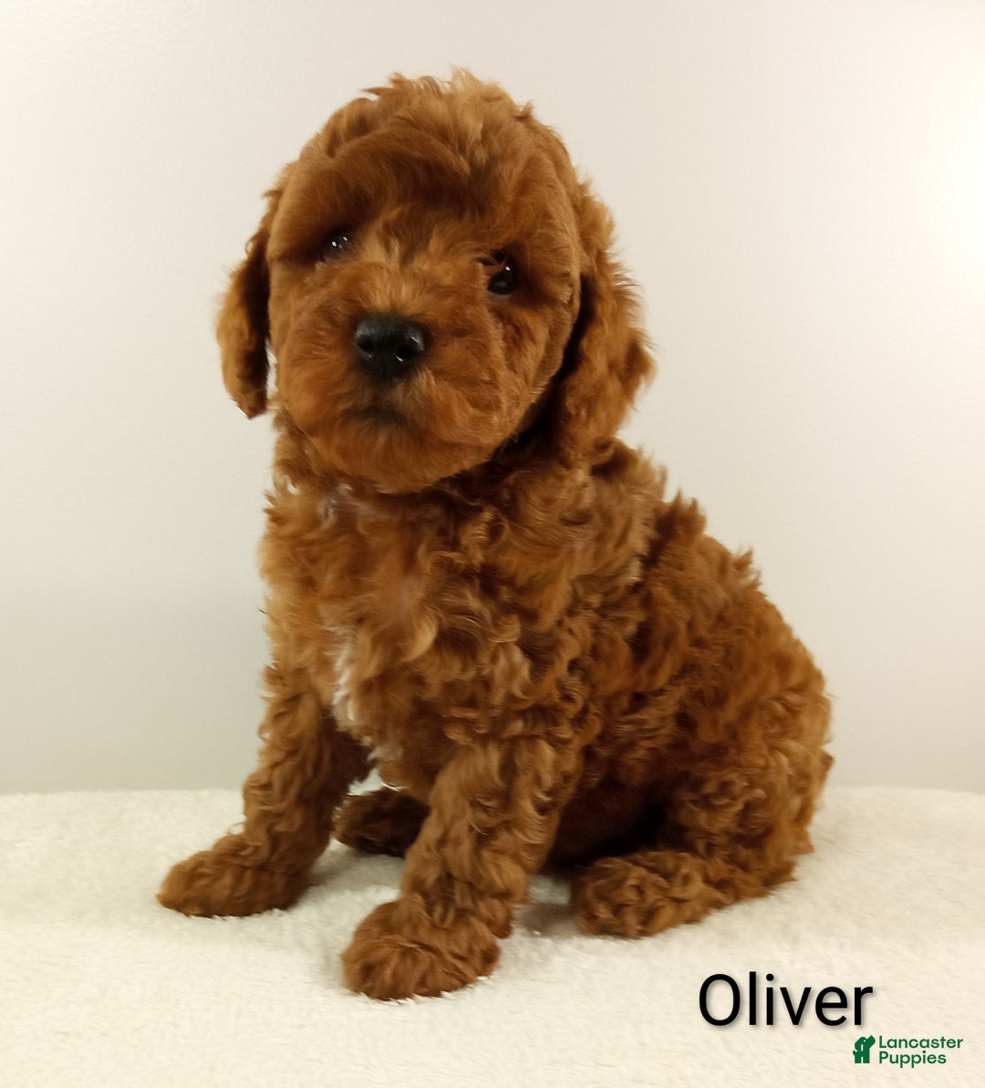 Toy Poodle dogs for sale: Oliver-AKC  - Ad 6