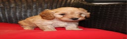 Cavapoo dogs for sale: Rudolph  - Ad 3