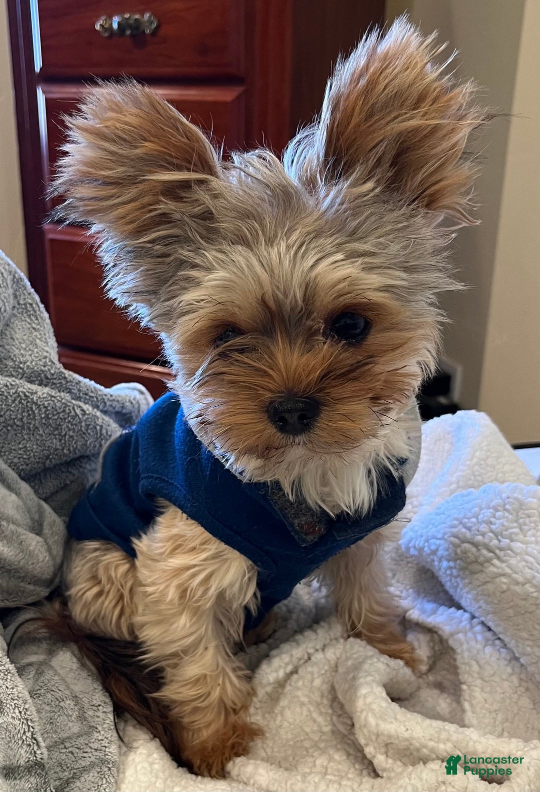 Yorkshire Terrier dogs for sale: Yorkshire Terrier Puppy 1 - Ad 5