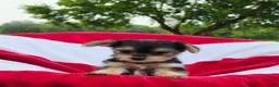 Yorkshire Terrier dogs for sale: Daisy - Ad 4