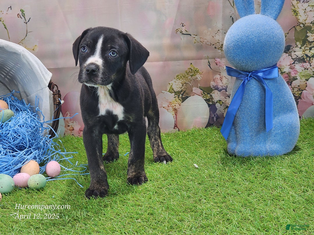 Catahoula Leopard Dog dogs for sale: Juliet 2025 Male 4 - Ad 4