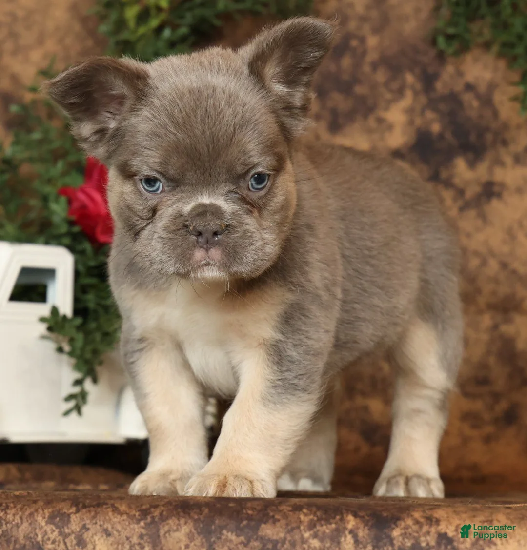 French Bulldog dogs for sale: Alex Fluffy Lilac and Tan  - Ad 1