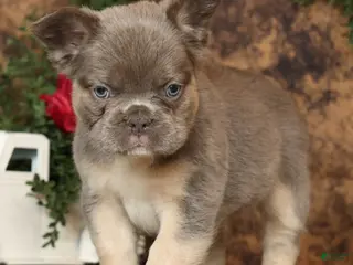 French Bulldog dogs for sale: Alex Fluffy Lilac and Tan - Ad 2