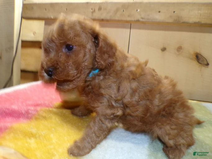 Gallery Image {{count}}