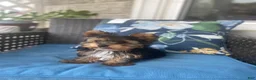 Yorkshire Terrier dogs for sale: Sasha - Ad 3