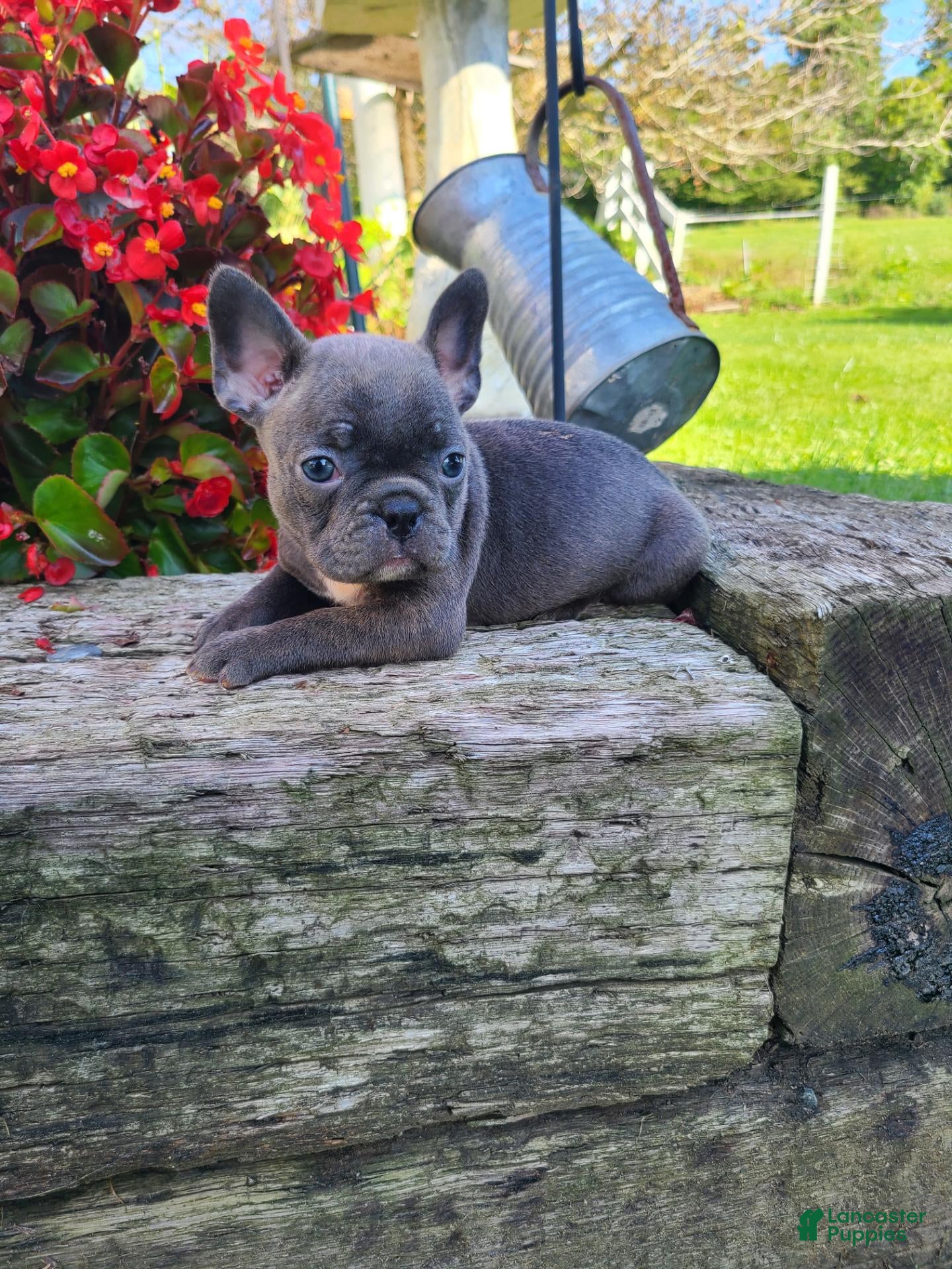 Frenchton dogs Maggie - Ad 2