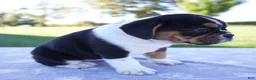 Beabull dogs for sale: Alice - Ad 5