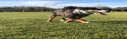 Miniature Australian Shepherd dogs for sale: Miniature Australian Shepherd 1 - Ad 1