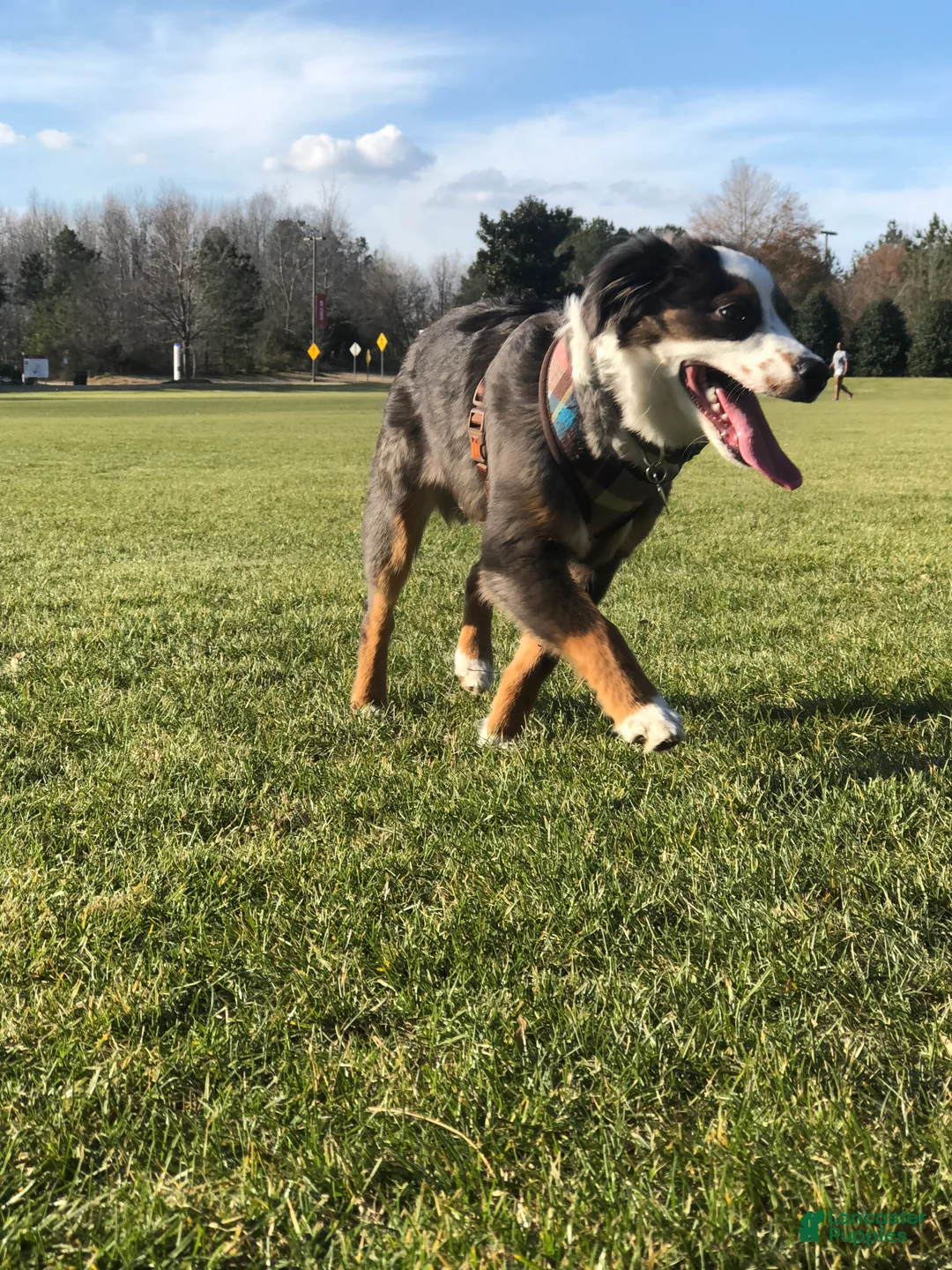 Miniature Australian Shepherd dogs for sale: Miniature Australian Shepherd 1 - Ad 1
