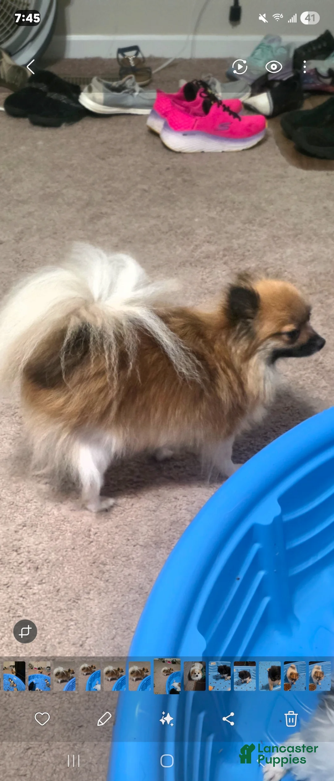 Pomeranian dogs for sale: Pomeranian Puppy 3 - Ad 3