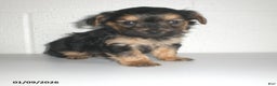 Yorkiepoo dogs for sale: Theo - Ad 10