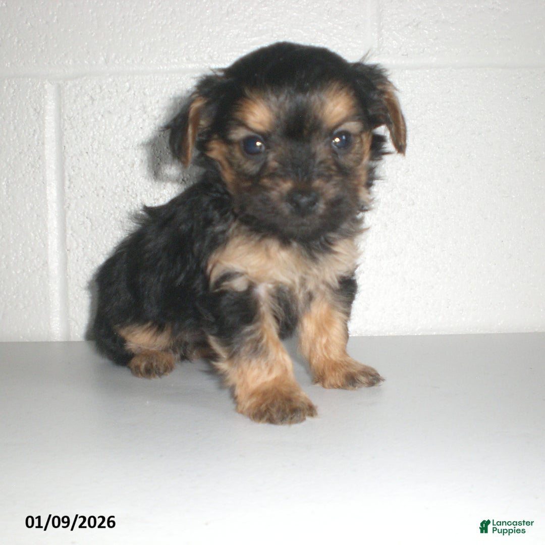 Yorkiepoo dogs for sale: Theo - Ad 10