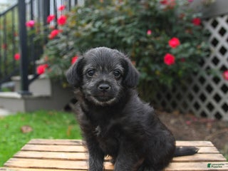 Mixed Breed dogs - Ad 8