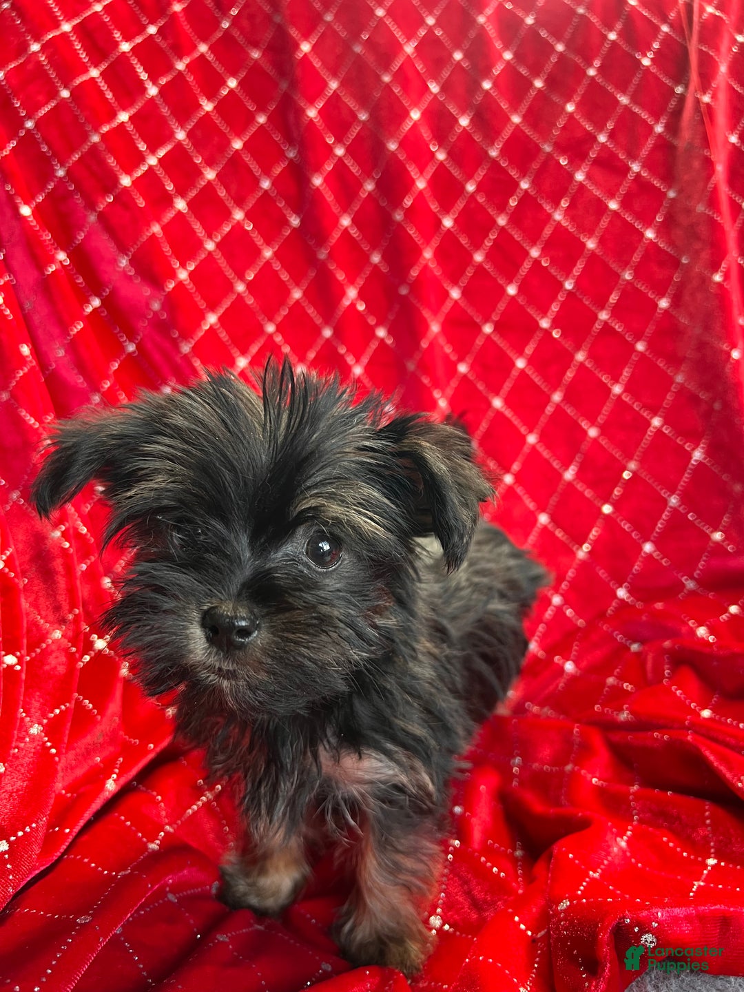 Yorkiepoo dogs for sale: Teacup Yorkie/ YorkiePinPuppy 4 - Ad 3