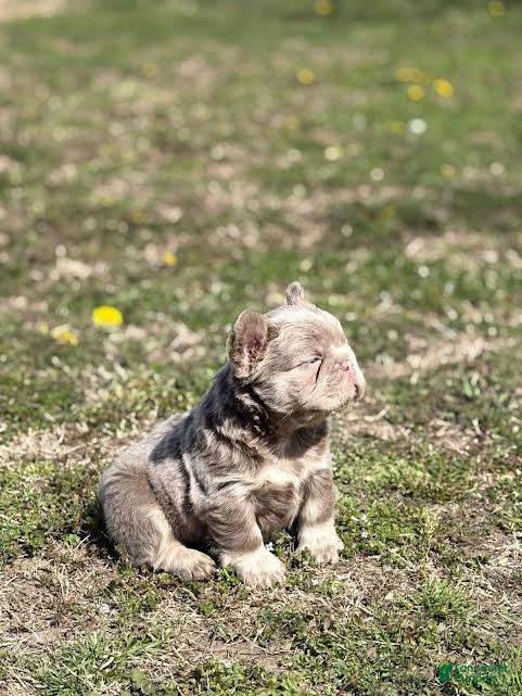 French Bulldog dogs for sale: Brittany  - Ad 1