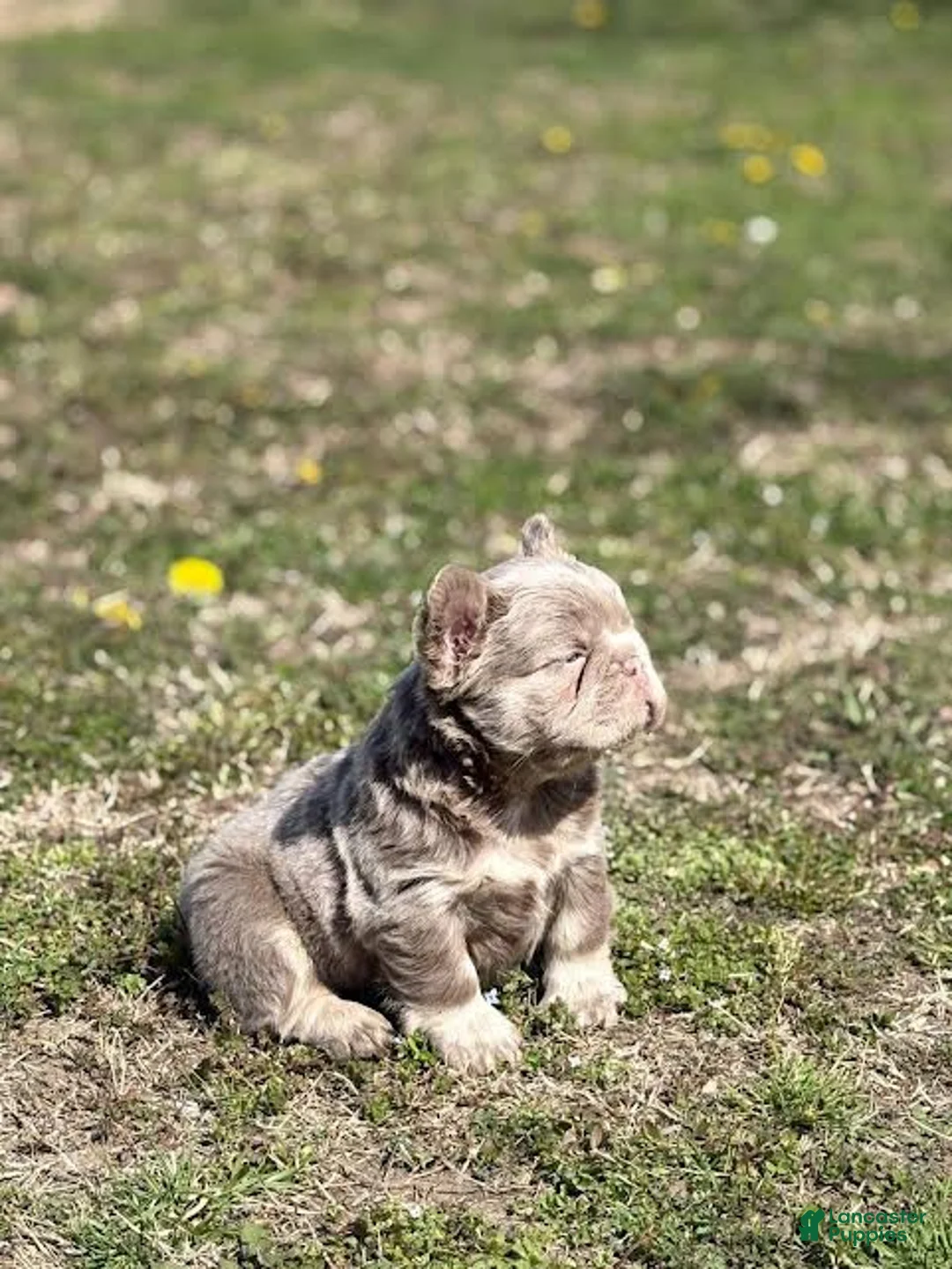 French Bulldog dogs for sale: Brittany  - Ad 1